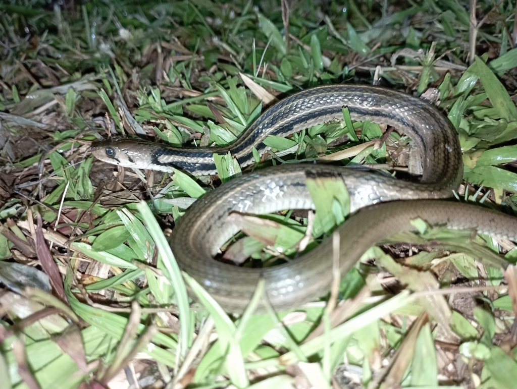 Javan Keelback