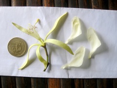 Pterospermum elongatum