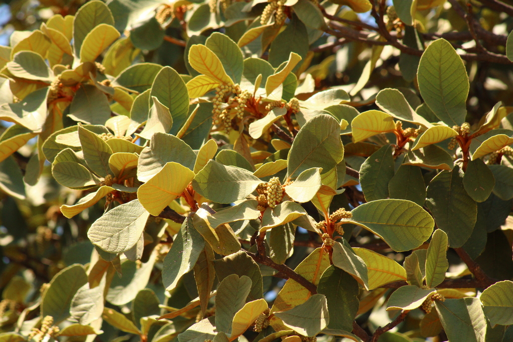 dicots from El Palomar, Palomar, Jal., México on March 12, 2023 at 12: ...