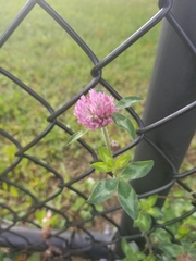 Trifolium pratense