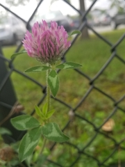 Trifolium pratense