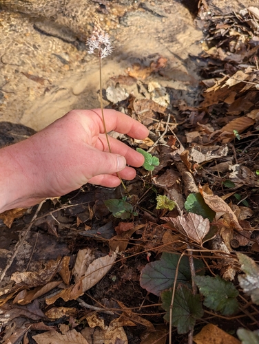 Image of Tiarella austrina by (c) Sam Taylor, some rights reserved (CC BY)