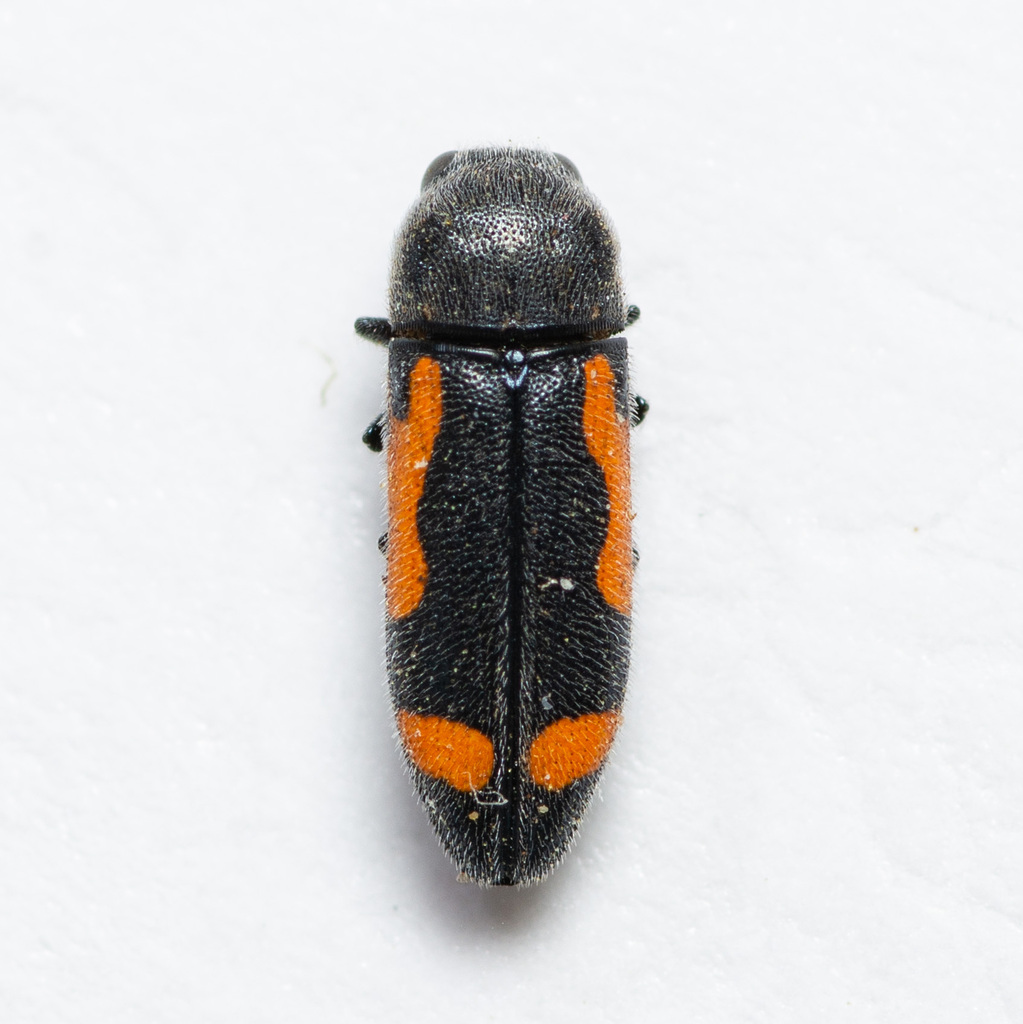 Texas Redbud Borer