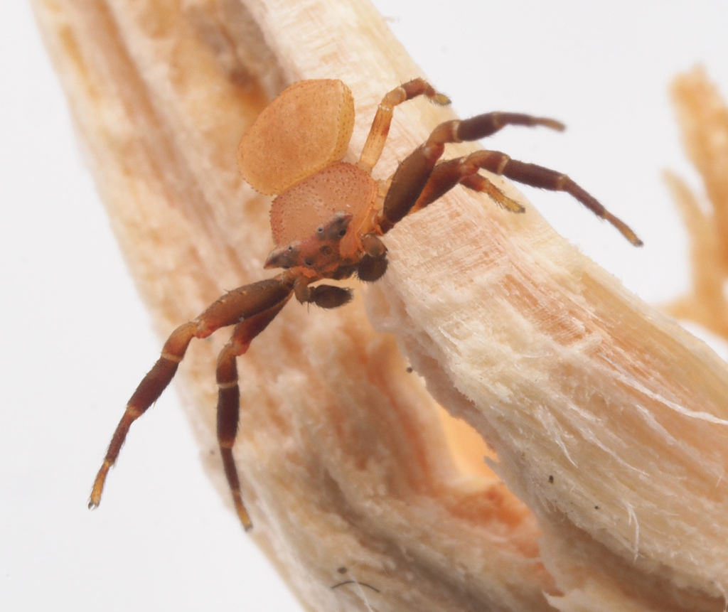 Spectacular Crab Spider from Cooloola QLD 4580, Australia on March 11