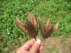 Pterospermum elongatum