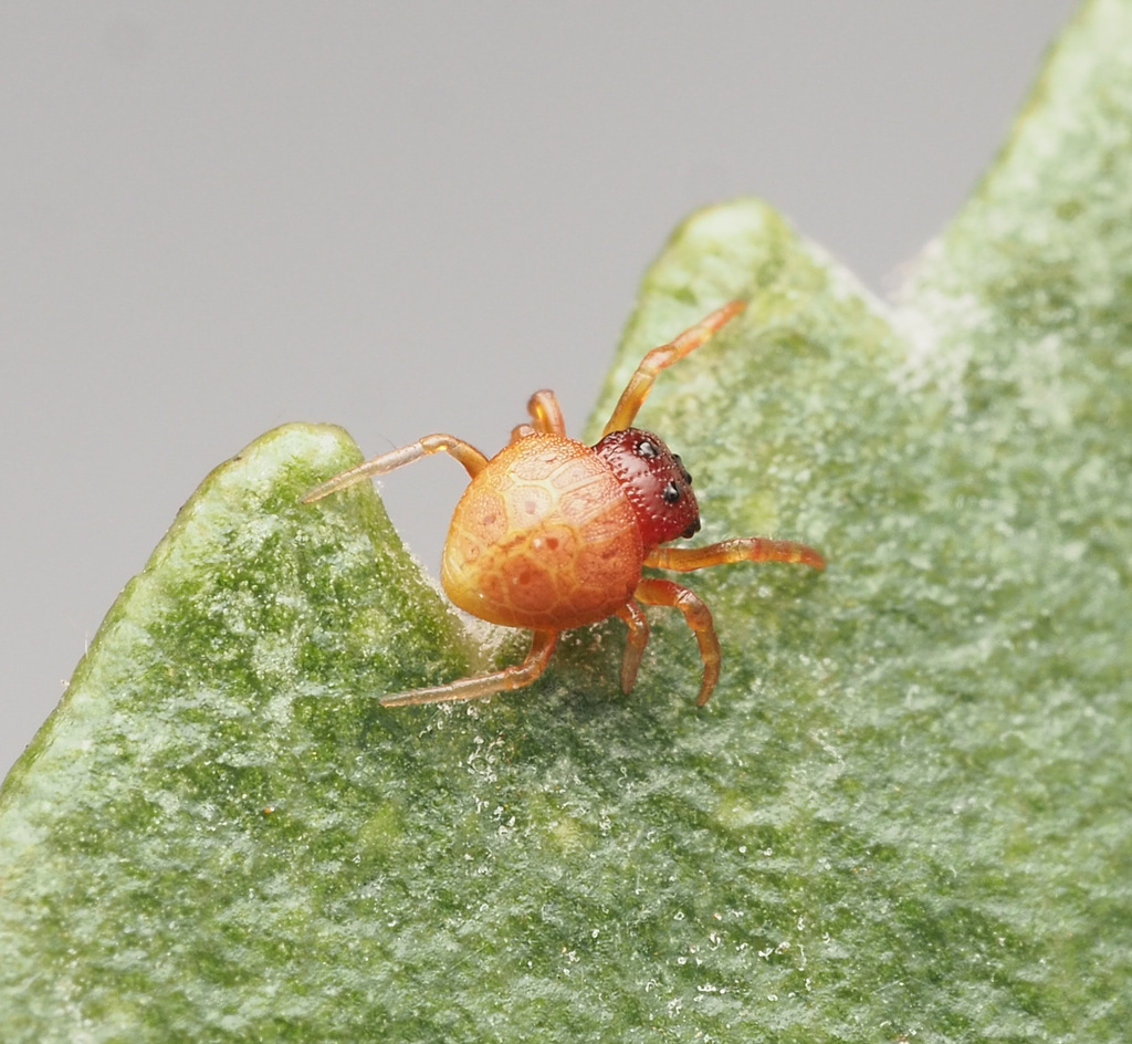 Demadiana complicata