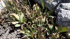Protea laevis