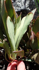 Protea laevis