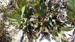 Protea laevis