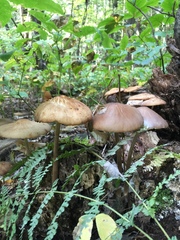 Hymenopellis furfuracea image