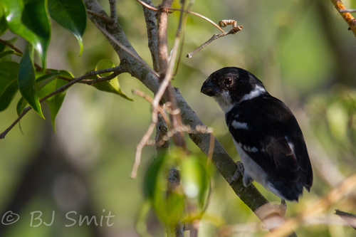Wing-barred Seedeater (Sporophila americana), photo 3