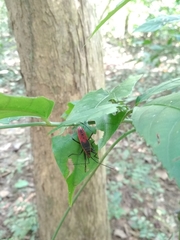 Macrocheraia grandis