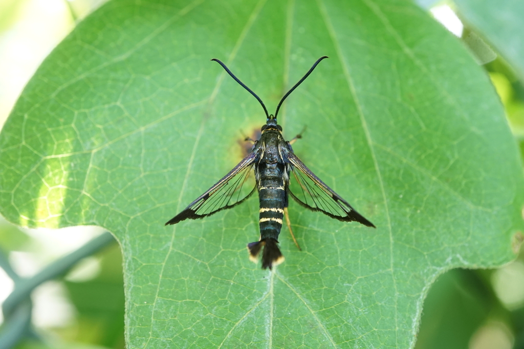 Cherry Tree Borer Moth from 日本、〒3860015 長野県上田市常入 on September 13, 2022