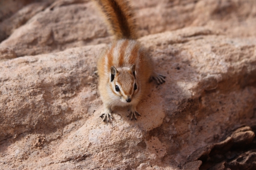 Hopi Chipmunk photographed in Utah