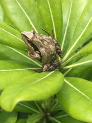 Physalaemus cuvieri