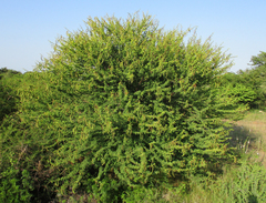Image of Acacia nilotica