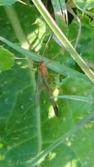 Enicospilus ramidulus
