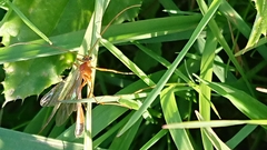 Enicospilus ramidulus
