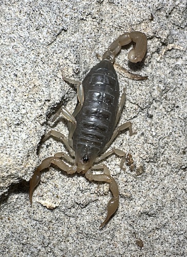 Paruroctonus bantai saratoga