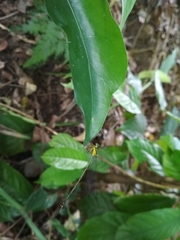 Coeliccia chromothorax