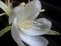 Pterospermum elongatum