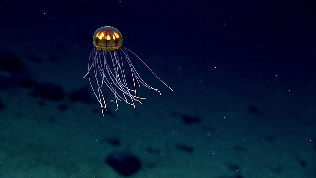 Rhopalonematidae