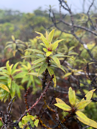 Myrsine petiolata observed 2023-02-23