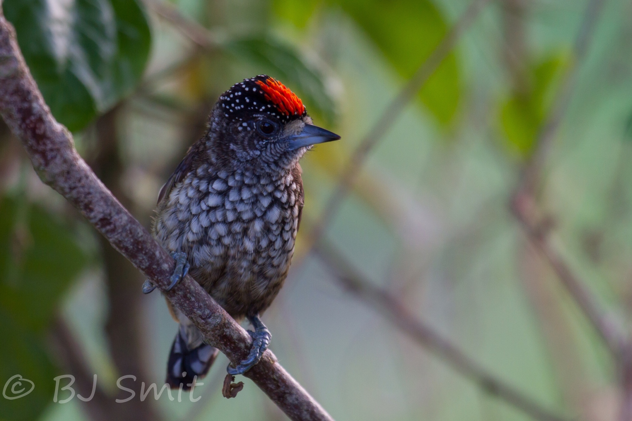Arrowhead Piculet (Picumnus minutissimus), photo 1