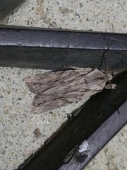 Lithophane leautieri