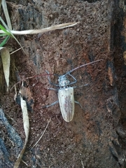 Batocera numitor