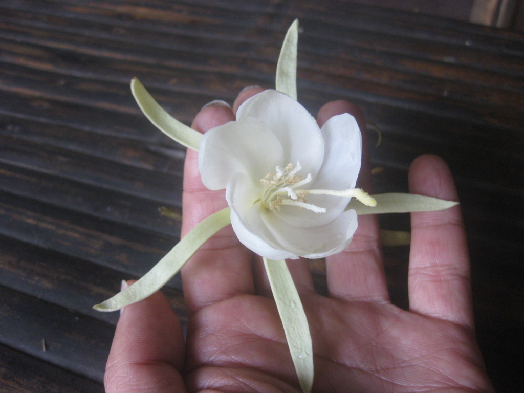 Pterospermum elongatum