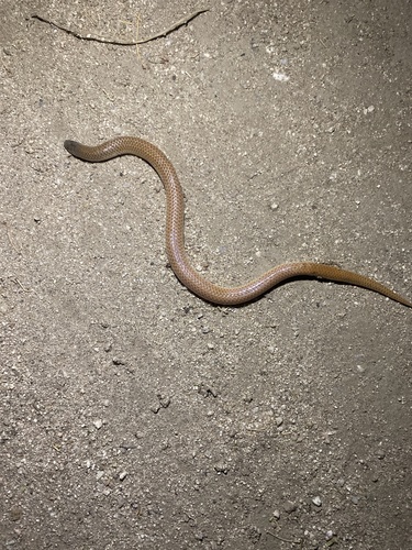 Sonora straminea