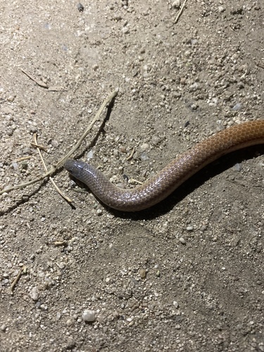 Sonora straminea
