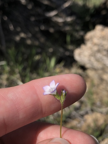 Chaparral gilia (Gilia angelensis)