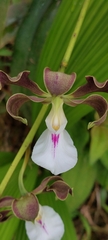 Encyclia cordigera image