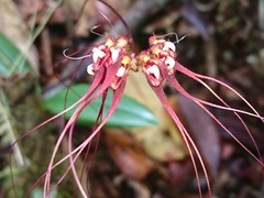 Bulbophyllum gracillimum