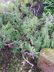 Salvia leucantha