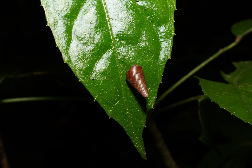 Pseudobuliminus franzhuberi
