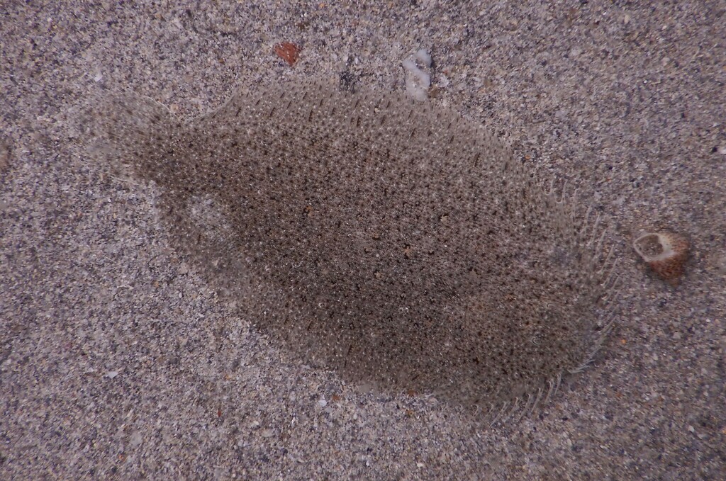 Elongated Flounder