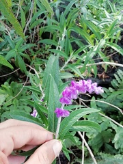 Salvia leucantha