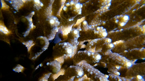 Fiveline Coralgoby — seen at this dive site