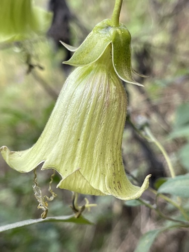 Cobaea pachysepala image