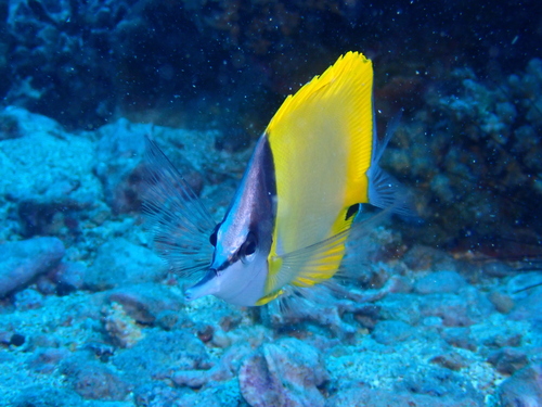 Photo of Longnose butterflyfish (Forcipiger flavissimus)