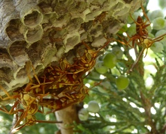 Polistes apachus apachus