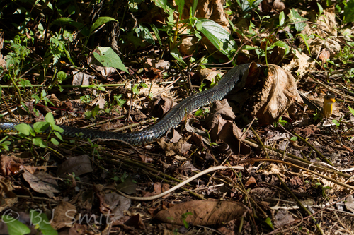 Chironius carinatus