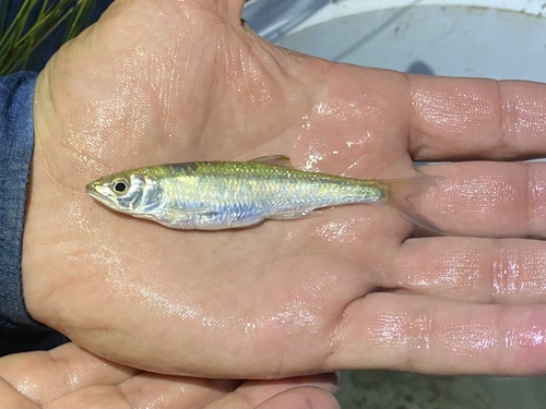 Barred minnow (Opsaridium zambezense) — Cyprinidae — 2