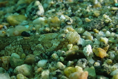 Chilean Sand Stargazer photo 1