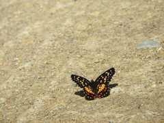 Chlosyne melitaeoides