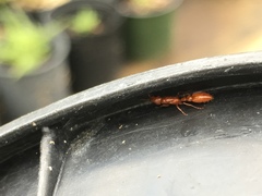 Pseudomyrmex apache
