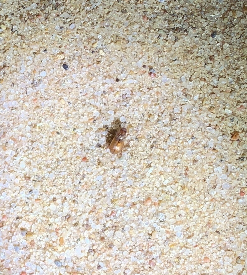 Neopsammodius quinqueplicatus